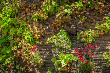 Vertical gardening. Artificial vertical green garden decoration on the wall.