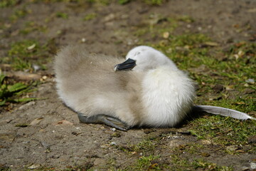 
Young Mute Swan sleeping (Cygnus olor) Anatidae family. Hanover, Germany.

