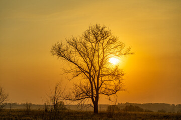 Silhouette of a tree in the field at sunset. Landscape.