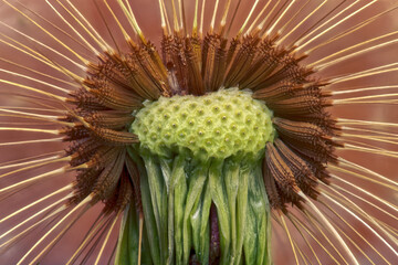 Close up dandelion seeds (Taxaracum officinale). Macro focus stacking