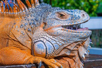 green iguana head with unique print, no humans, nature background