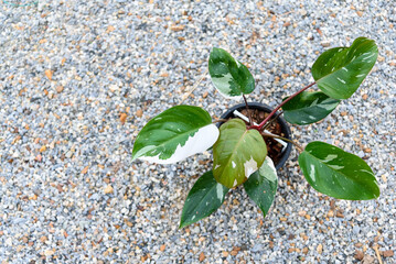 Closeup to philodendron red anderson in the pot  © rukawajung