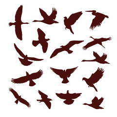Flying bird dark brown silhouette set vector flat illustration. Flight winged animals