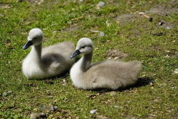 Young Mute Swans (Cygnus olor) Anatidae family. Hanover, Germany.
