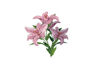 pink and purple lily flower vector illustrations