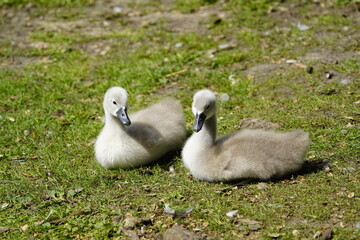 Young Mute Swans (Cygnus olor) Anatidae family. Hanover, Germany.
