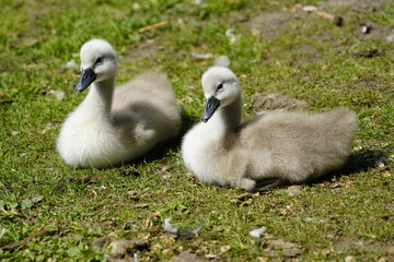 Young Mute Swans (Cygnus olor) Anatidae family. Hanover, Germany.