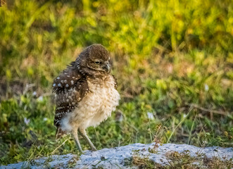 Burrowing Owl in Cape Coral Florida USA