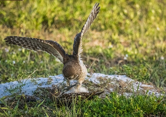 Burrowing Owls siblings rough housing in Cape Coral Florida USA