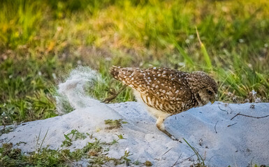 Burrowing Owl in Cape Coral Florida USA