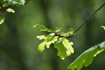 oaken tree leaves