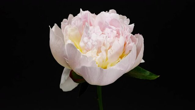 White Pink Peony Blooming in Time Lapse on a Black Background. Tender Flower Moving Petals Close Up While Blossoming. Tender Spring Flower with Yellow Center