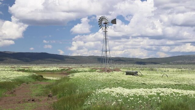 Rural windmill in Lassen County California USA spinning slowly in a breeze surrounded by spring wildflowers.