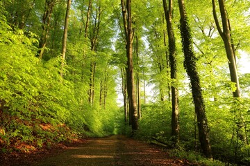 Trail through spring beech forest during sunrise, Poland