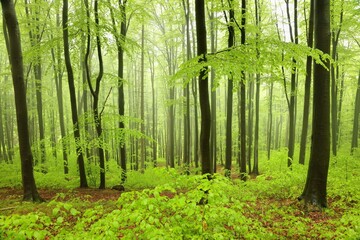 Beech trees in spring forest on a mountain slope in foggy, rainy weather - 607835410