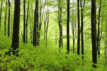 Beech trees in spring forest on a mountain slope in rainy weather, Poland