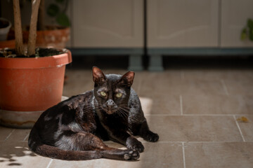 black cat with amputated hind leg lying under the sunbeams, looks at the camera