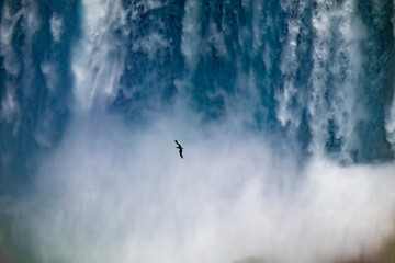 Gull 2