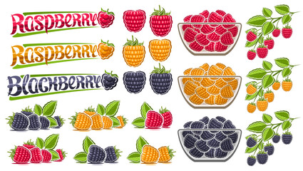 Vector Raspberry Set, lot collection of cut out illustrations berry still life composition raw blackberry with green leaves, sweet raspberries in glass dish, group of berry fruits and text raspberry © mihmihmal