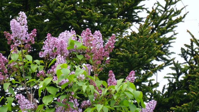 ライラックとアカエゾマツ　５月の北海道の花木