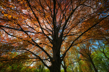 Majestic Copper Beech Tree In Spring - 607836692