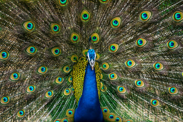 Obraz premium Peacock dancing with it's feathers spread wide to attract mate
