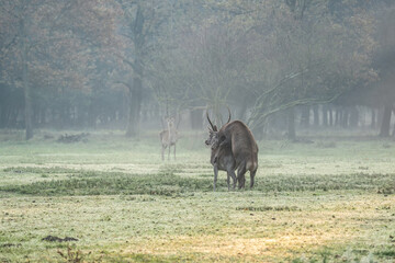 Red deers mating in the beautiful forest - Autochthonous protected species, dune deer or italian...