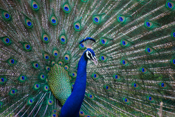 Fototapeta premium Peacock dancing with it's feathers spread wide to attract mate