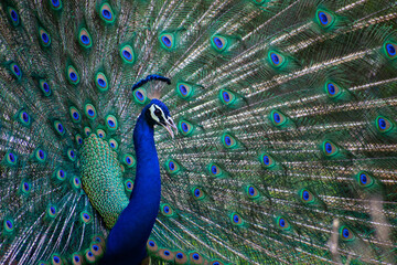 Fototapeta premium Peacock dancing with it's feathers spread wide to attract mate