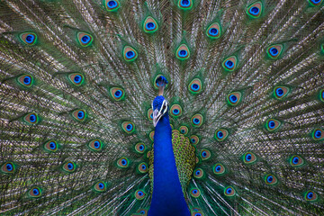 Fototapeta na wymiar Peacock dancing with it's feathers spread wide to attract mate