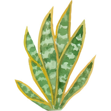 Cactus Clip art Element Transparent Background