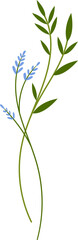 Obraz na płótnie Canvas flower and leaf botanical illustration.