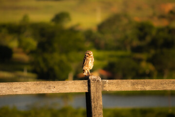 Owl in nature