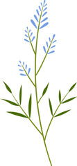 flower and leaf botanical illustration.