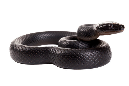 a very venomous black snake on a white background, generative AI