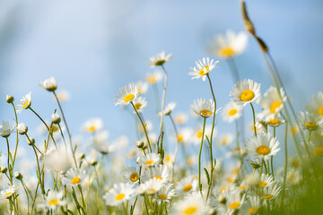 Obraz na płótnie Canvas Daisy Chamomile background. Beautiful nature scene with blooming chamomilles in sun flare. Sunny day. Summer flowers.