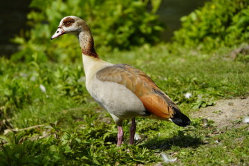 The Egyptian goose (Alopochen aegyptiaca) is a member of the duck, goose, and swan family Anatidae. It is native to Africa south of the Sahara and the Nile Valley. Hanover, Germany.