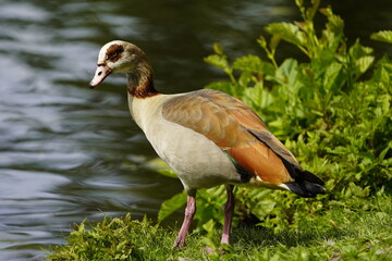 The Egyptian goose (Alopochen aegyptiaca) is a member of the duck, goose, and swan family Anatidae. It is native to Africa south of the Sahara and the Nile Valley. Hanover, Germany.