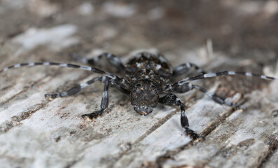 Longhorn beetle, Aegomorphus clavipes on wood, macro photo