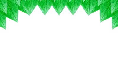 Fototapeta na wymiar green leaves frame space for text