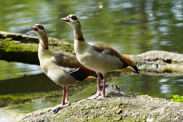 The Egyptian goose (Alopochen aegyptiaca) is a member of the duck, goose, and swan family Anatidae. It is native to Africa south of the Sahara and the Nile Valley. Hanover, Germany.