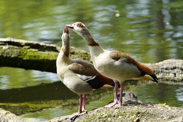 The Egyptian goose (Alopochen aegyptiaca) is a member of the duck, goose, and swan family Anatidae. It is native to Africa south of the Sahara and the Nile Valley. Hanover, Germany.
