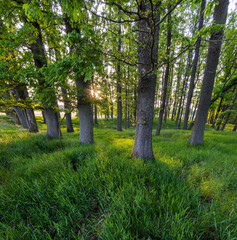 las dębowy i slonce © Marek