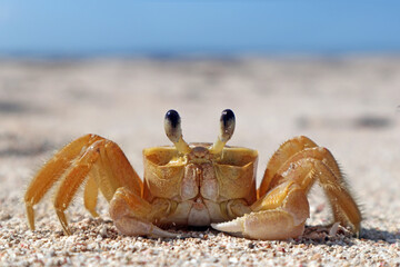 close up of a Crab on a tropical island with a golden sand 