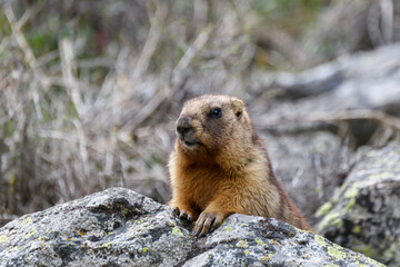 Marmot (Marmota Marmota) standing in rocks in the mountains. Groundhog in wilde nature.