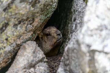 Marmot (Marmota Marmota) standing in rocks in the mountains. Groundhog in wilde nature.