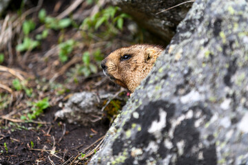 Marmot (Marmota Marmota) standing in rocks in the mountains. Groundhog in wilde nature.