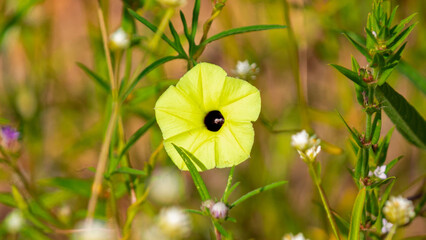 Wild Flowers of the Brazilian Hinterland