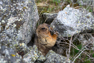 Marmot (Marmota Marmota) standing in rocks in the mountains. Groundhog in wilde nature.