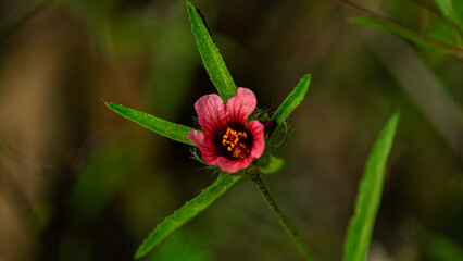 Wild Flowers of the Brazilian Hinterland